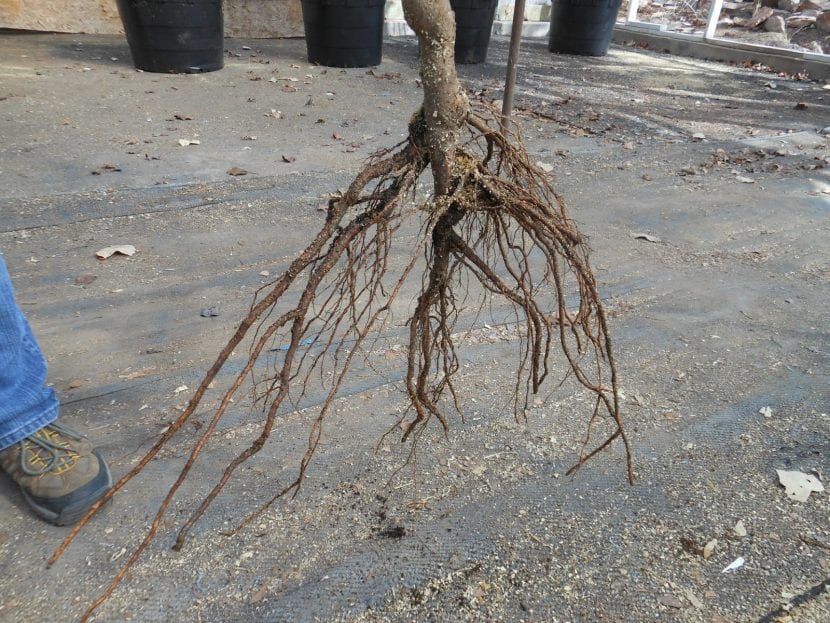 Árbol a raíz desnuda