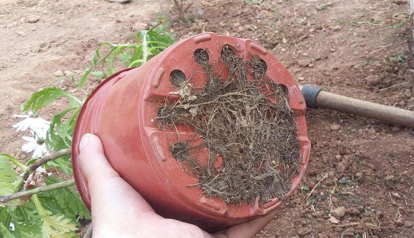 Raíces demasiado grandes: en maceta y en el jardín