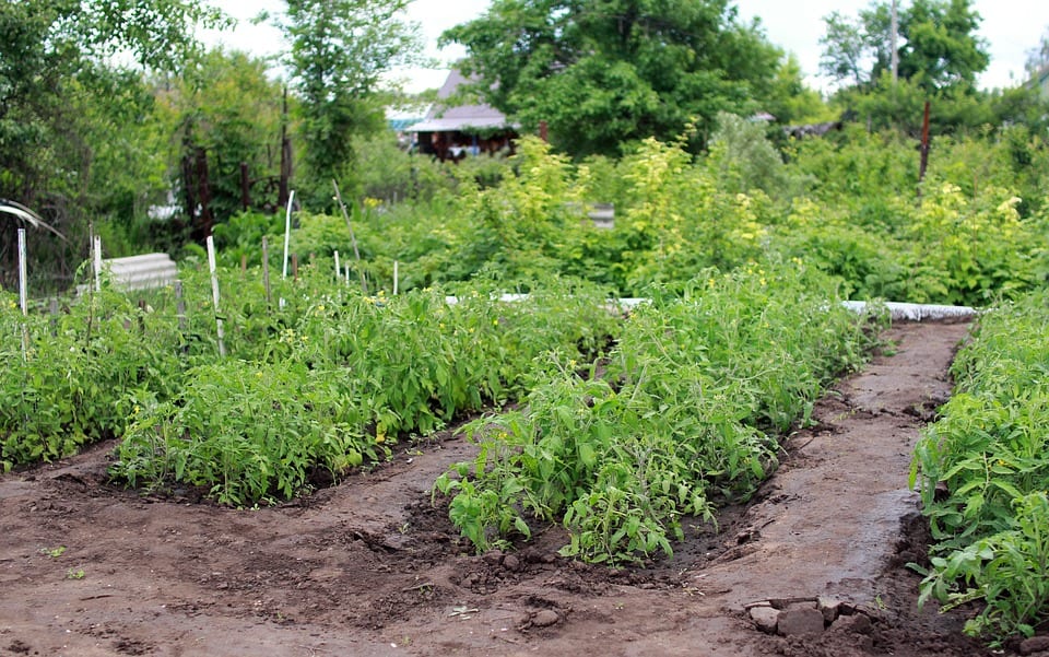 Qué plantar en marzo: siembras, poda y helada tardía