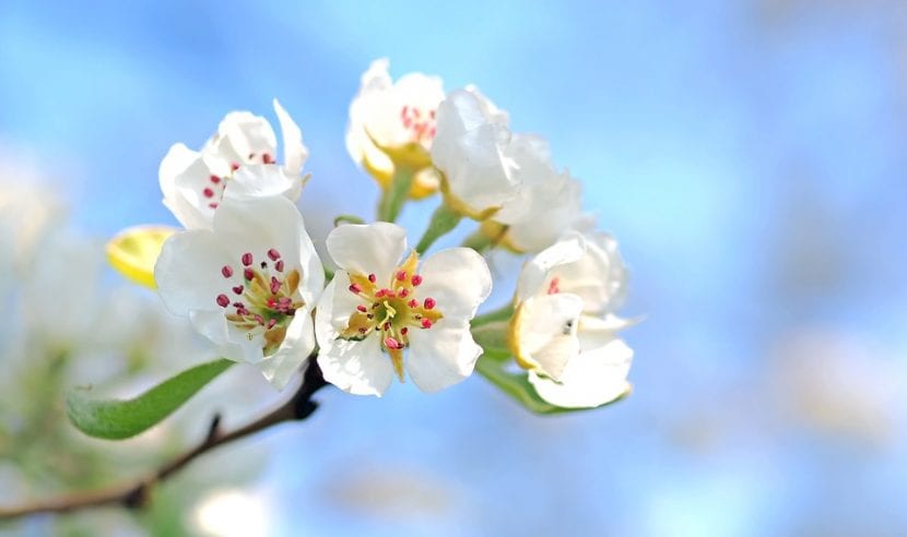 Muchos árboles florecen en primavera