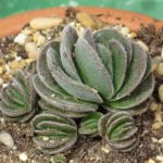 Crassula barbata