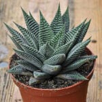 Haworthia limifolia striata 'Spider White'
