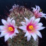 Mammillaria swinglei