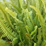 Helecho Nephrolepsis exaltata