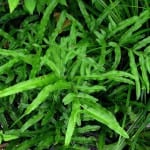 Pteris hillebrandii