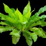 Asplenium nidus