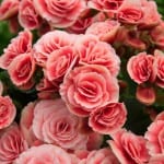 Begonia elatior