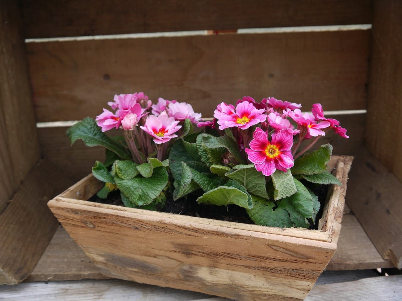 Qué plantar en una jardinera: reglas y combinaciones