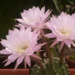 Echinopsis oxygona