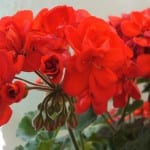 Pelargonium zonale