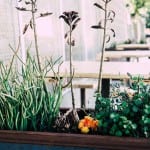 Plantas en jardinera