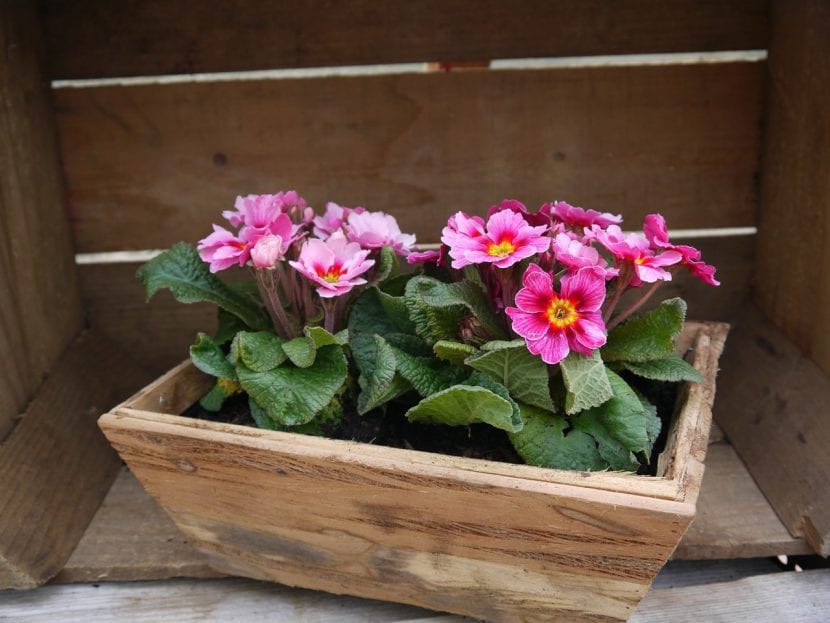 Prímulas en flor plantadas en jardinera