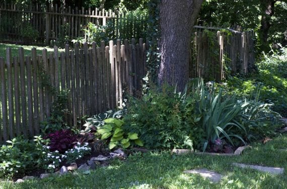 Plantas debajo de árbol