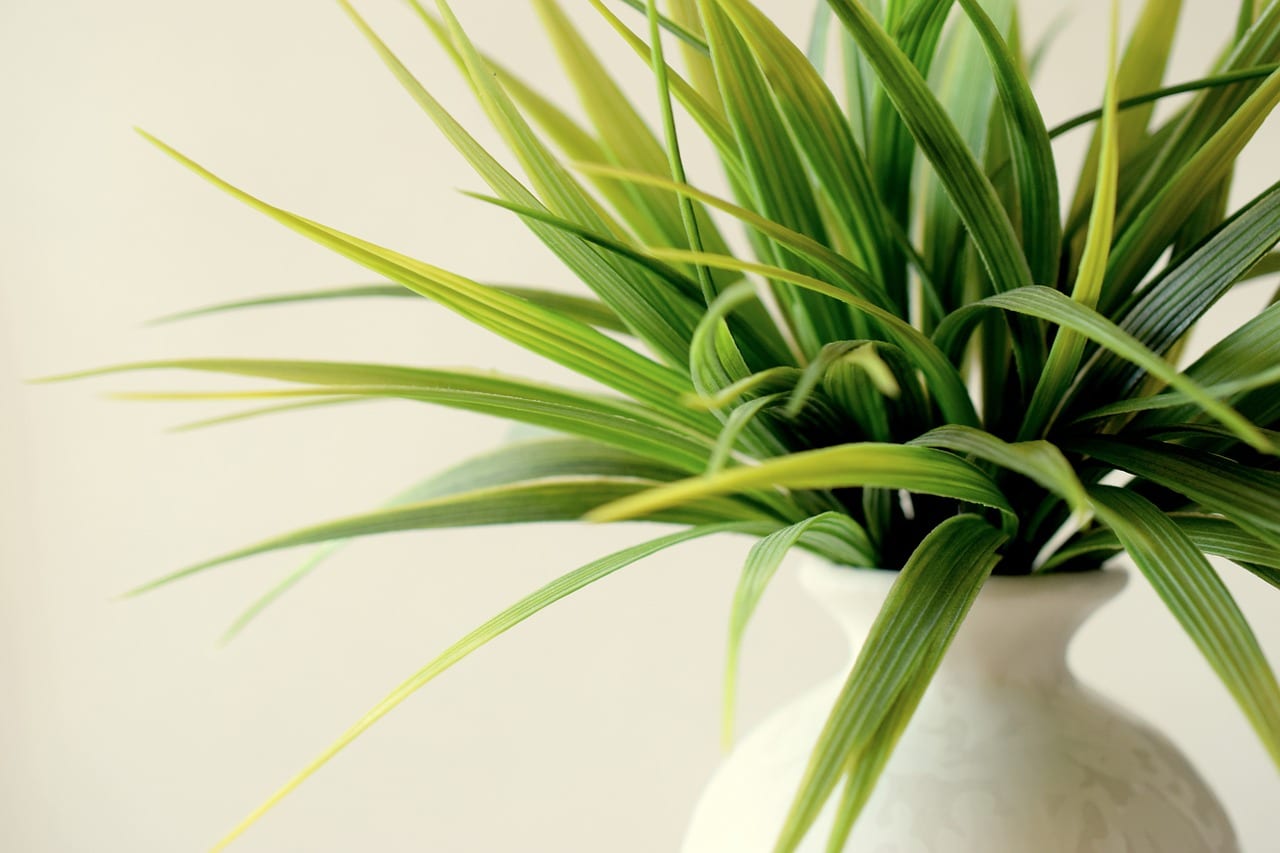 Qué puedo hacer para que mi planta no muera: protocolo