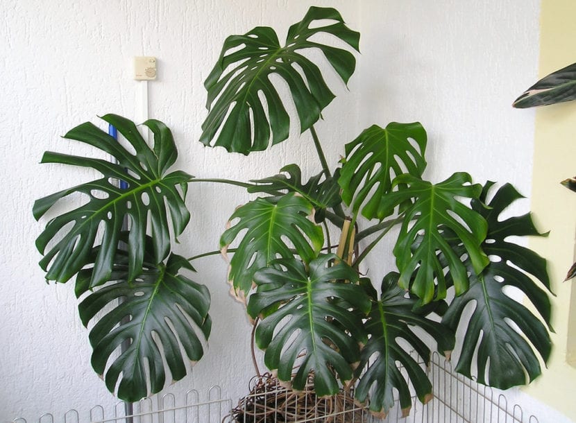 Monstera deliciosa en interior