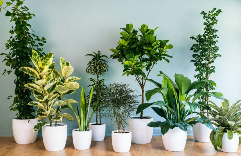 Plantas de interior