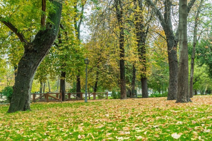 Bosque de árboles sano, ayuda a mantener el planeta vivo