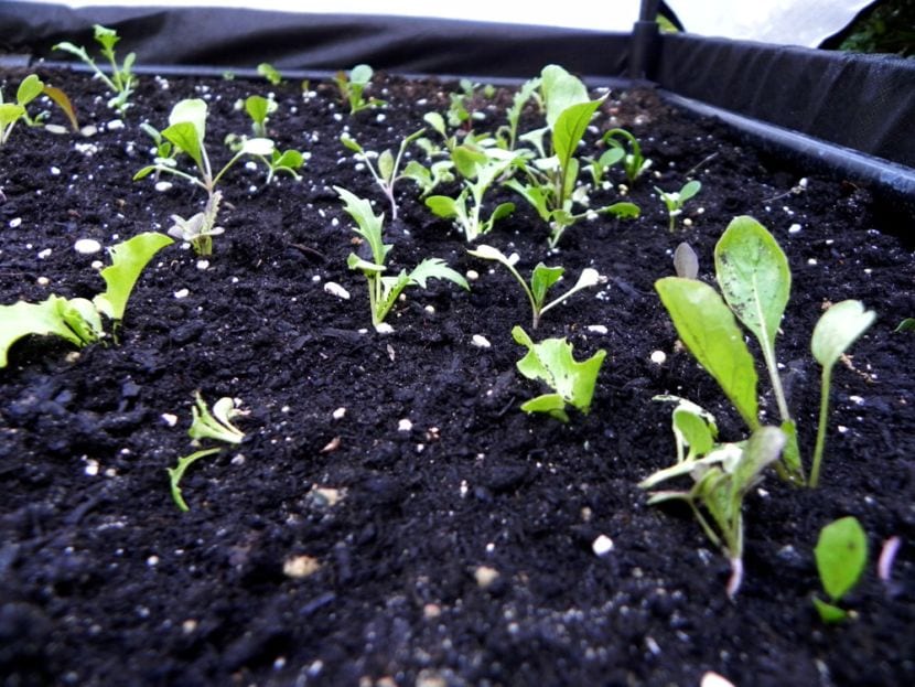 Plantines