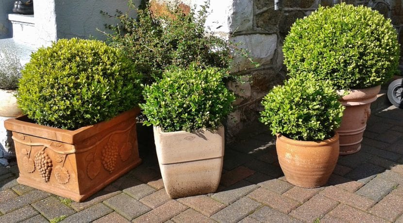 Buxus en macetas
