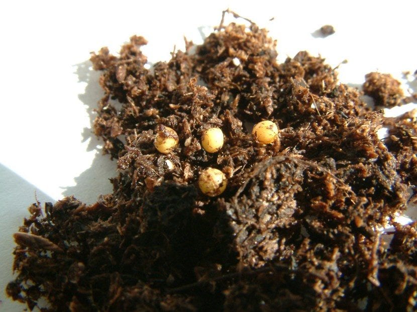 Fertilizantes de liberación lenta
