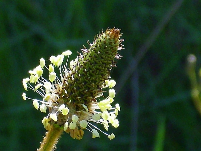 Inflorescencia