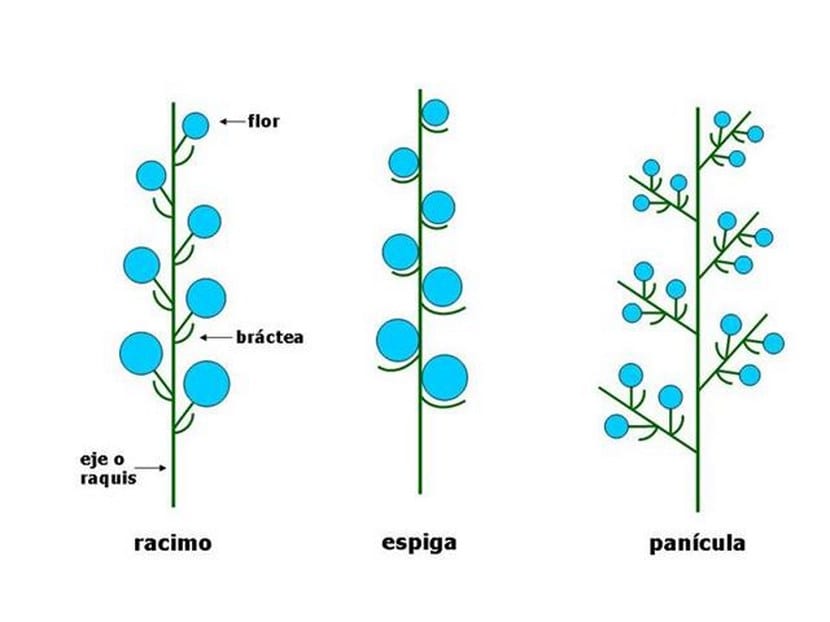 Inflorescencia