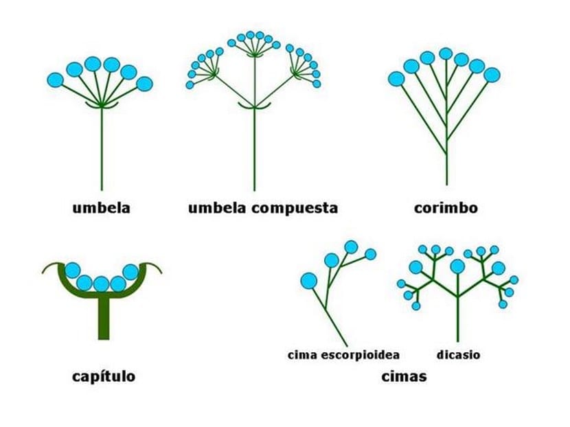 Inflorescencia