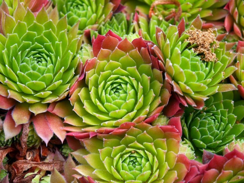 Grupo de Sempervivum