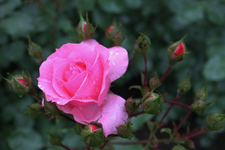 Rosal en flor, especie que responde bien a las hormonas de enraizamiento