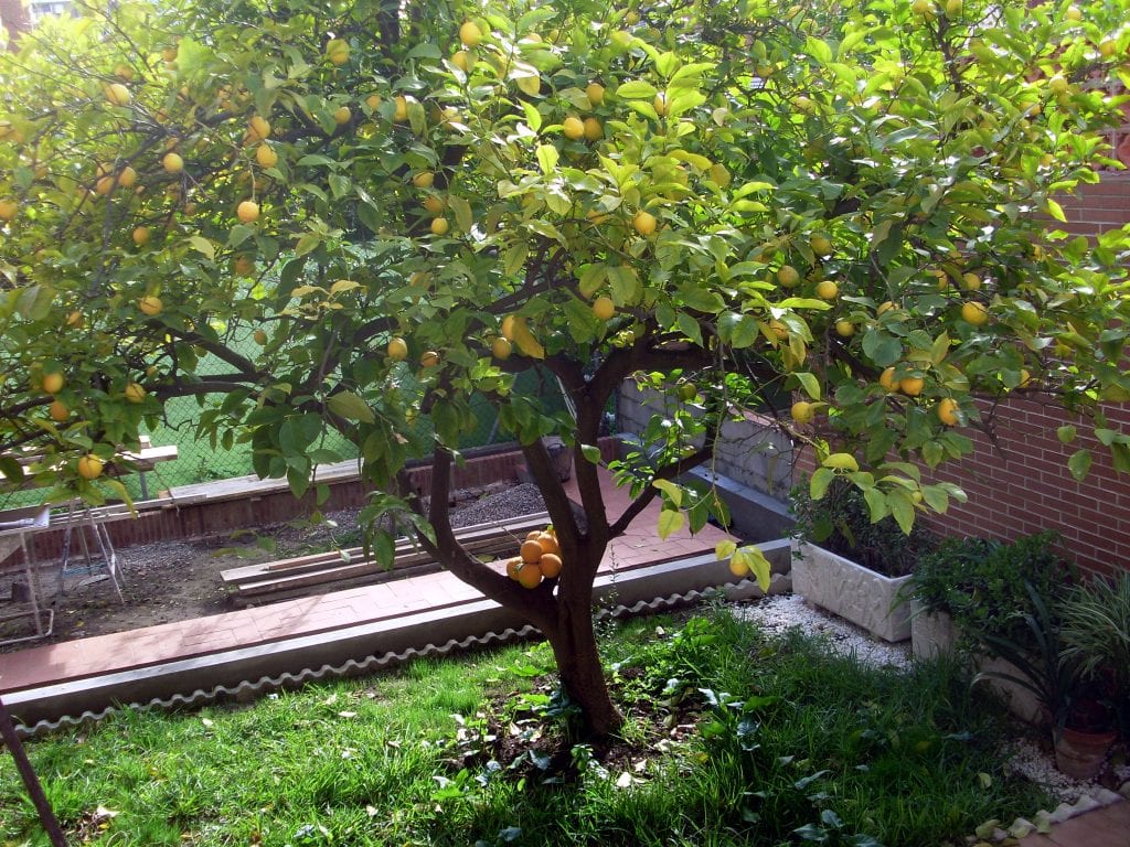 Vista de un limonero con naranjo injertado