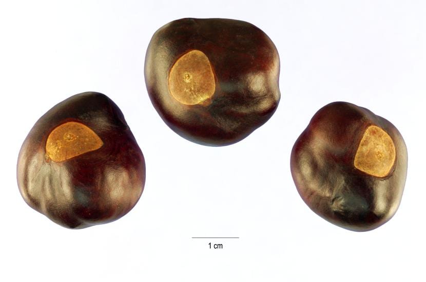 Aesculus glabra