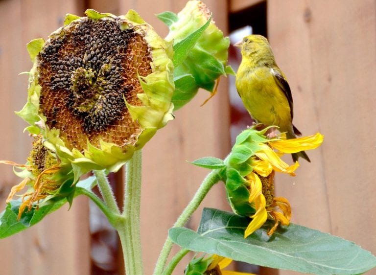 Cultivo de girasoles en el jardín