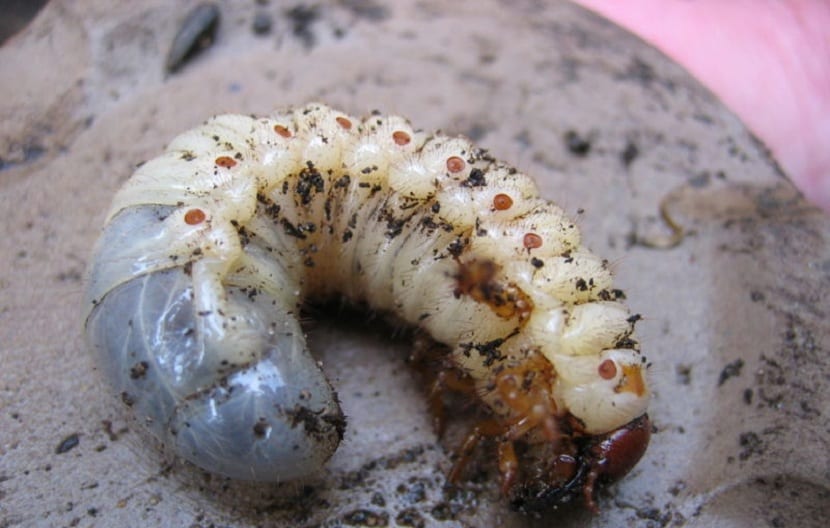 gusano blanco