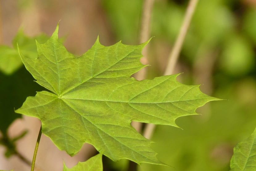 Hoja del árbol de arce
