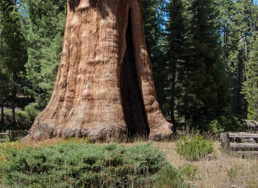 Sequoia, una de las plantas más altas