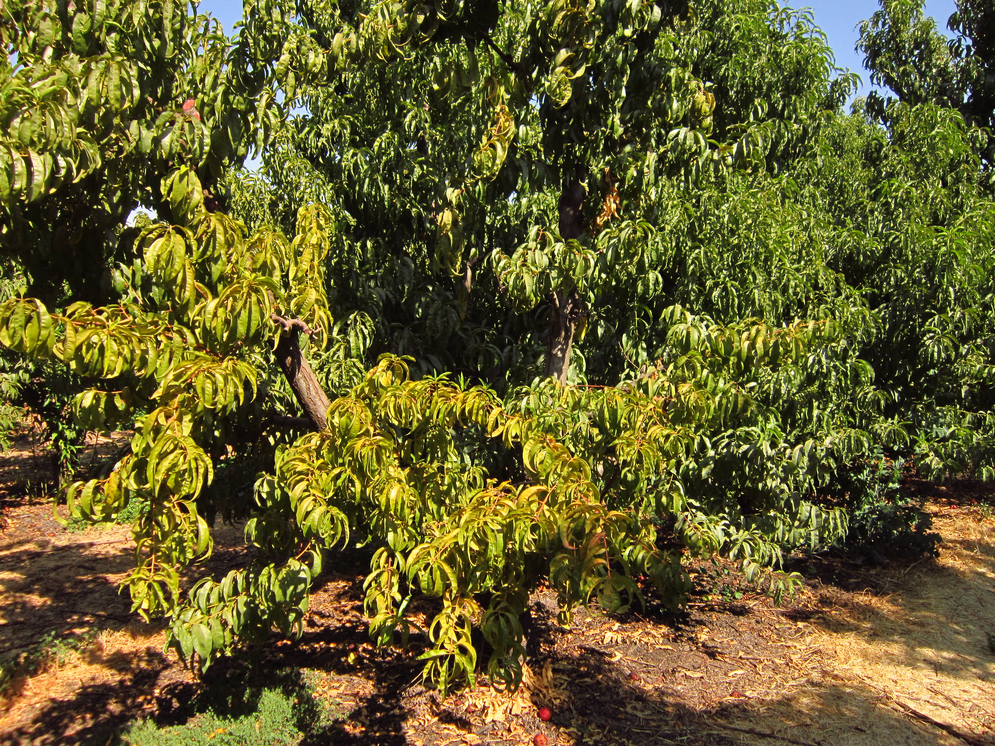 El exceso de abono es un problema para las plantas