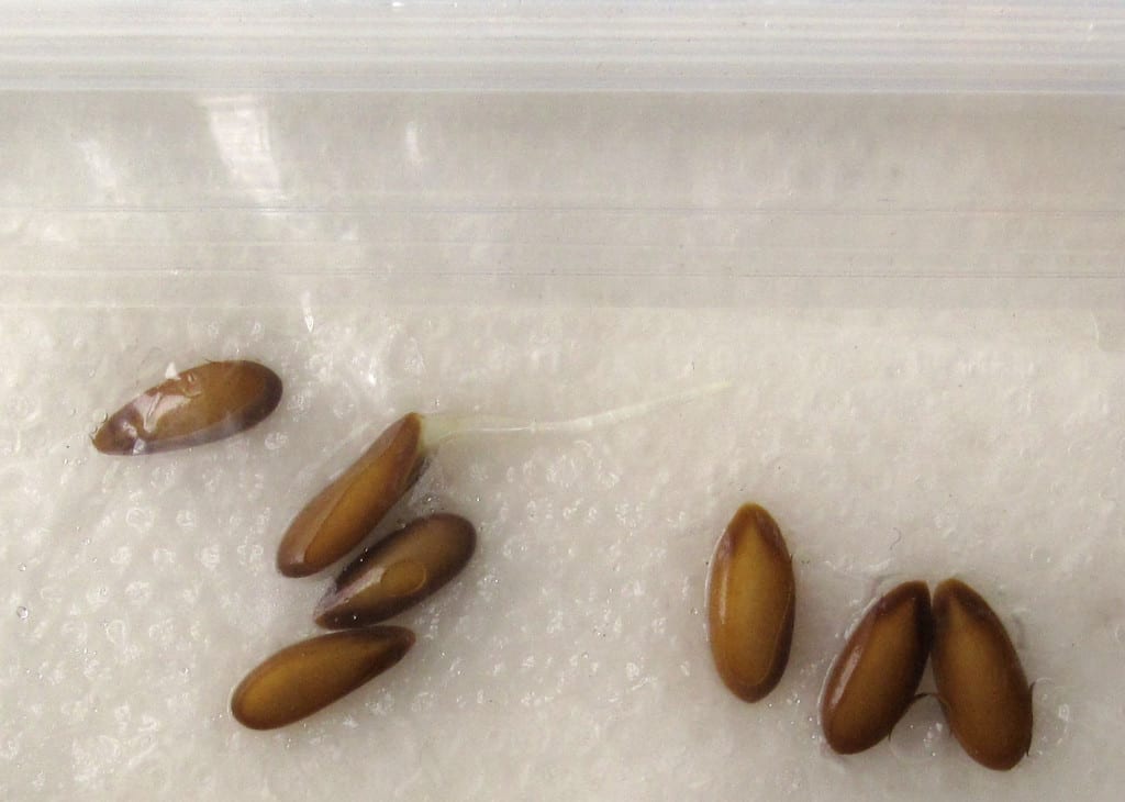 Semillas germinando