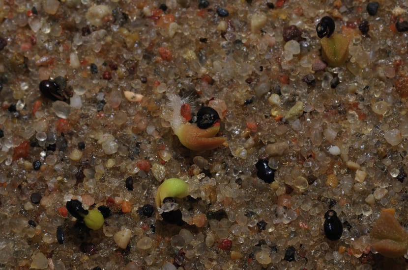 Plántulas germinando en un semillero