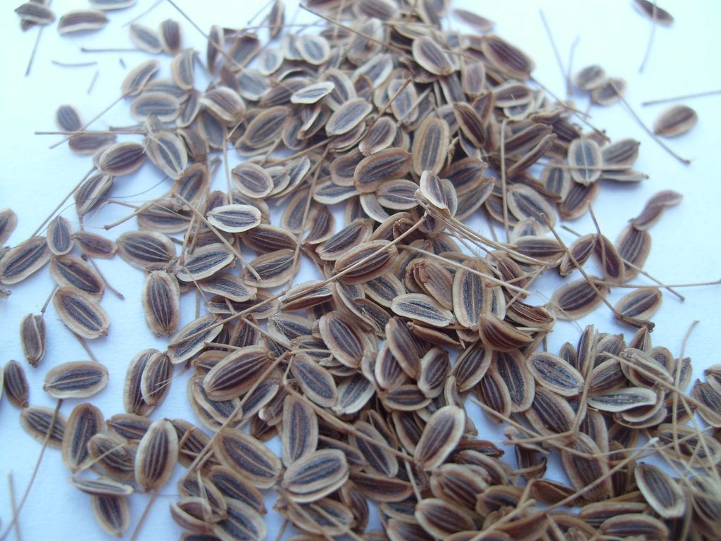 Reproducción de las plantas: semilla o multiplicación