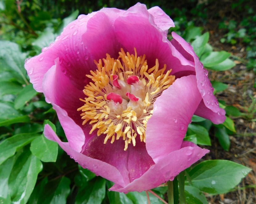 La Rosa de Alejandría produce una flor preciosa de color rosa