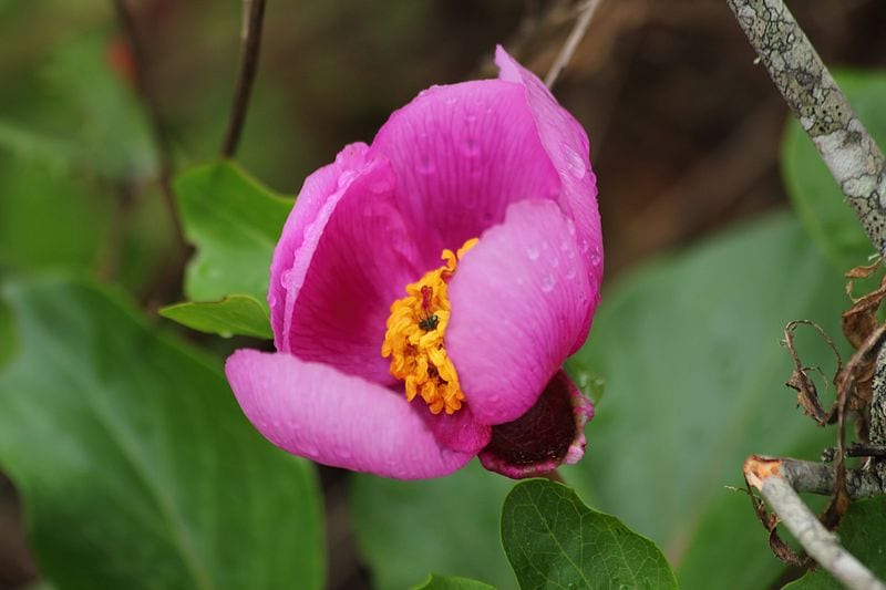 Las hojas y la flor de la Rosa de Alejandría son preciosas