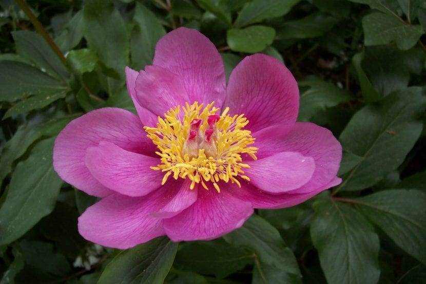 La flor de la Rosa de Alejandría es grande