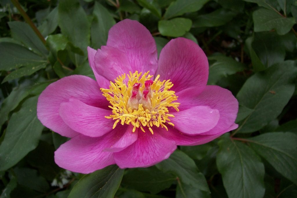 Paeonia broteri: la peonía ibérica protegida