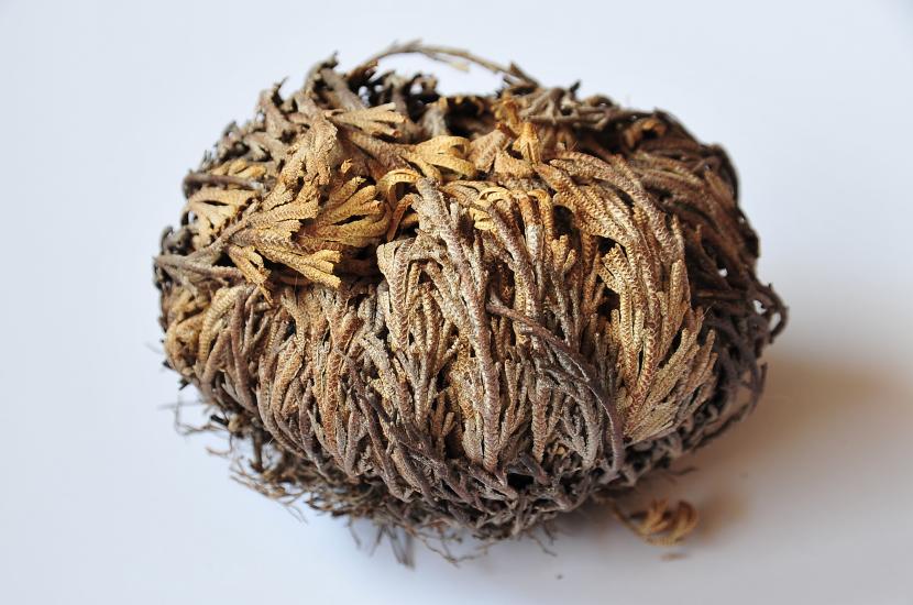 Selaginella lepidophylla
