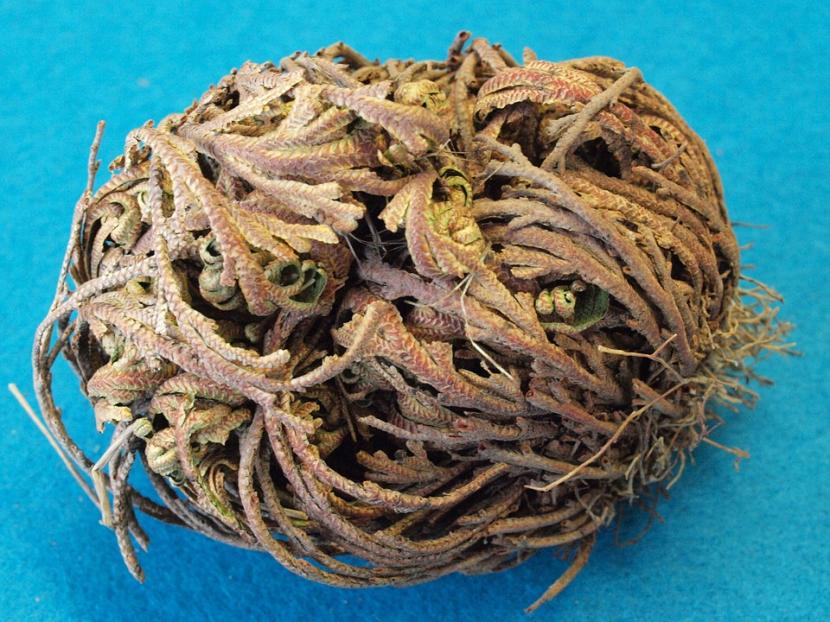 Rosa de Jericó: dos plantas con el mismo nombre