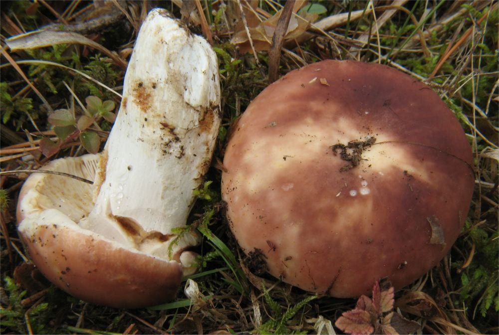 Russula vesca, especie de sombrero pardo rosado ligada a robles y hayas