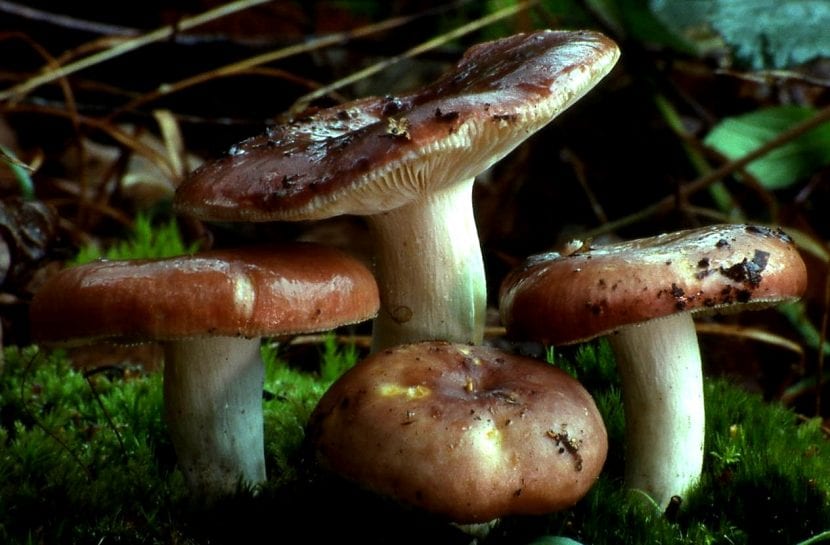 Ejemplares del género Russula en el suelo del bosque