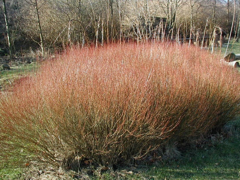 Salix purpurea: la mimbrera roja y su cultivo