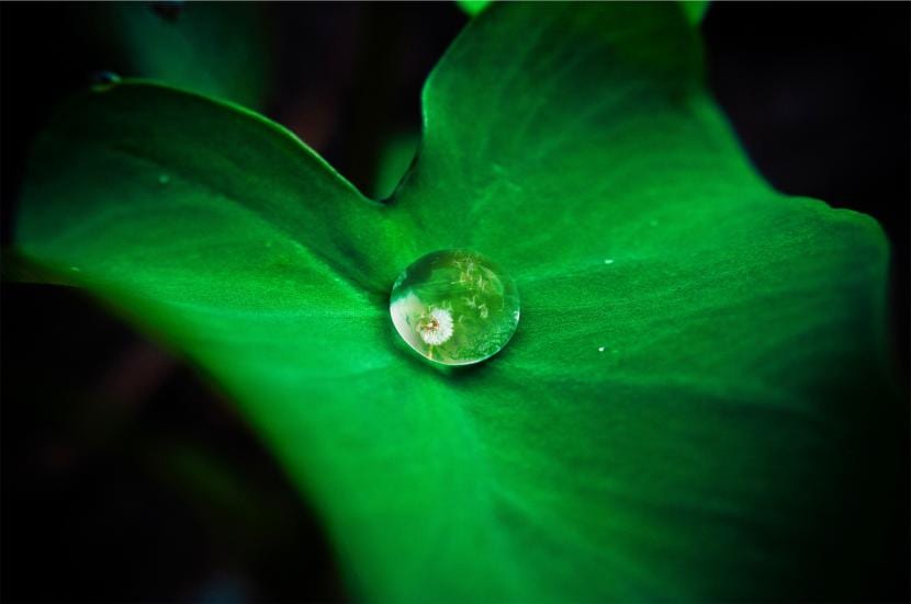 Gota en hoja