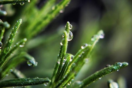 Gotas de agua de riego sobre una hoja